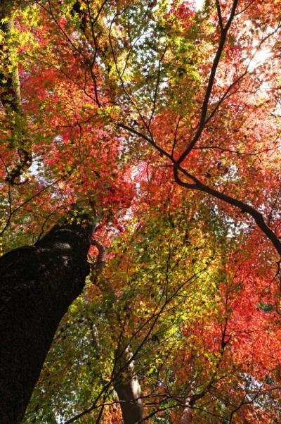 9－野口-城山の紅葉その１