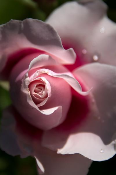 2坂本-春華2-s-_DSC4243-PN2