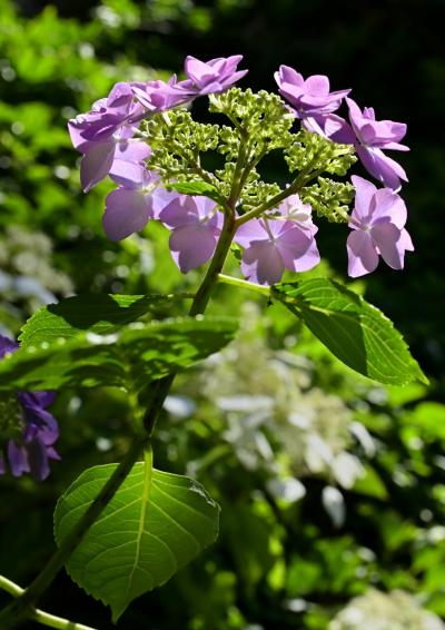 1福塚● 紫陽花 A