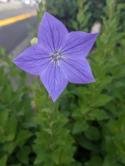 9-田添-キキョウPXL_20250625_065520863