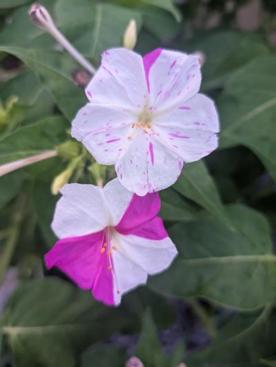 3-田添-紅白のオシロイ花PXL_20250815_090519470