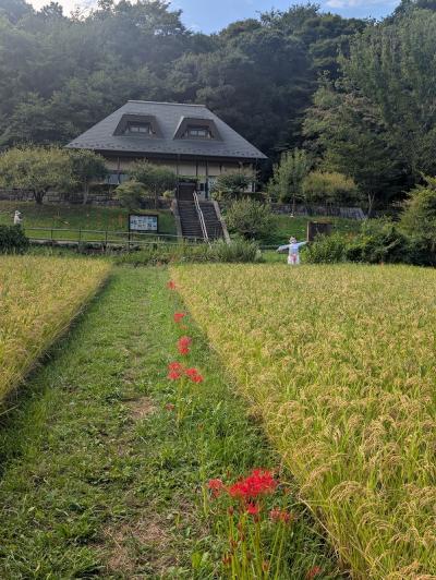 5田添235745032　谷戸山の稲田と彼岸花
