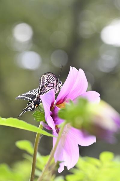 5-渋谷-s-1食事中
