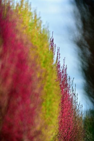 7①「染め上げて」　岡　s-DSC_7745