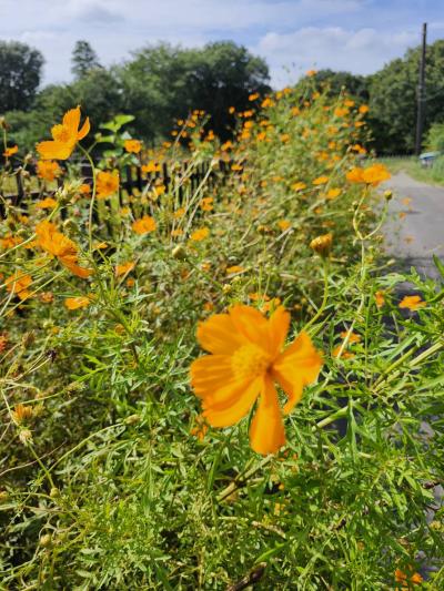 8-佐藤- 黄花コスモス