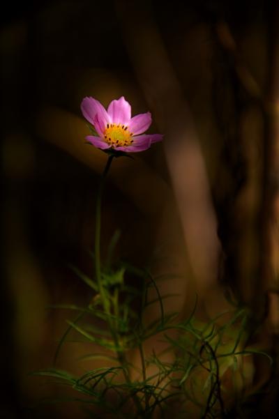10坂本-秋桜-_DSC8870-PN