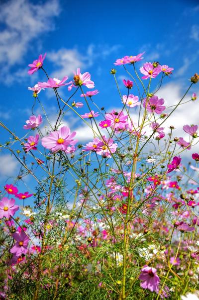 10坂本-秋桜-_DSC8946-PN