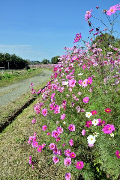 6長～く咲いて　 ー  岡　s-DSC_8079