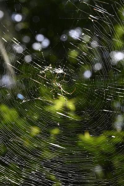 10-渋谷-s-1蜘蛛の巣