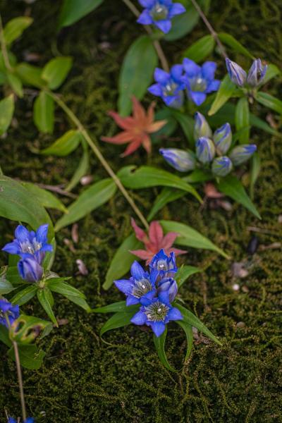 2武田－秋の明月院ブルー