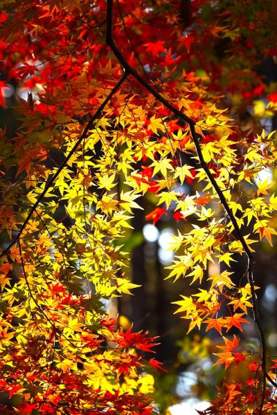 12s-晩秋1 - 野口　C05823