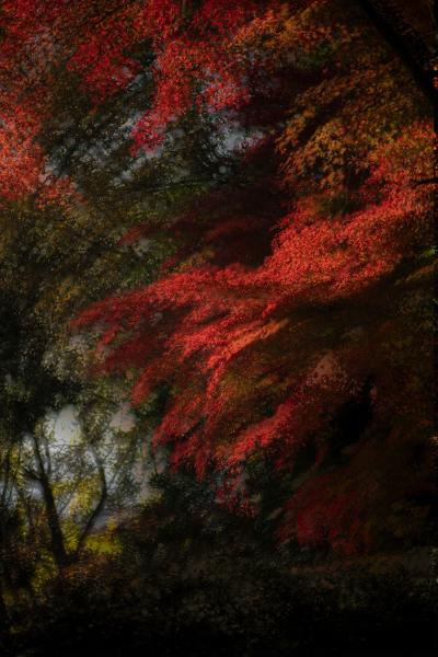 9-2武田－錦秋の谷戸山公園