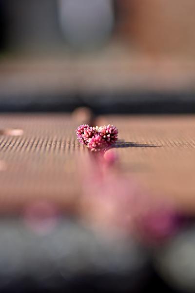 5温もりベンチ　岡 ｓ-DSC_8748