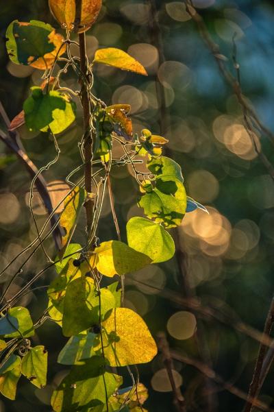 8坂本夕暮れどき-_DSC0650-PN