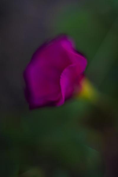 10－武田冬の日②