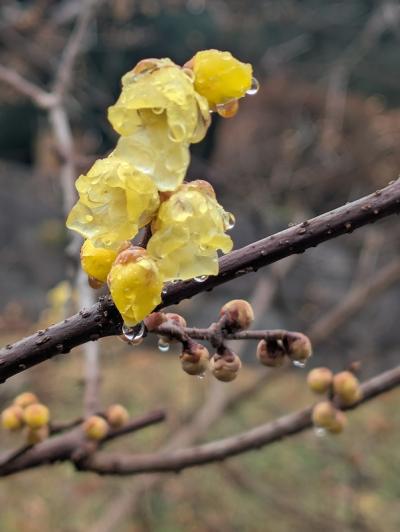 11－1田添PXL_20251224_233937152　ロウバイへ春へ近ずく