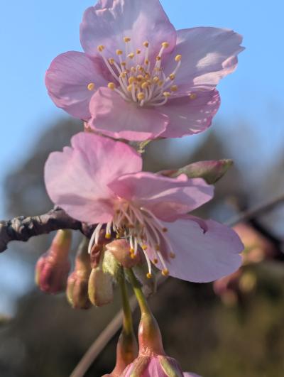 2-田添-谷戸山の里に早咲きの河津桜開花PXL_20260117_234722431