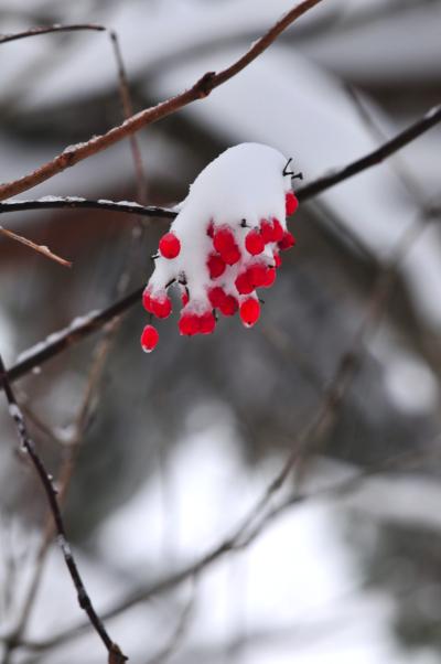 11-野口冬の到来ー1