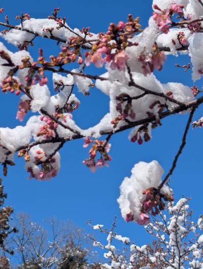2PXL　2.大雪に耐えて咲く谷戸山の河津桜_20260209_004434239