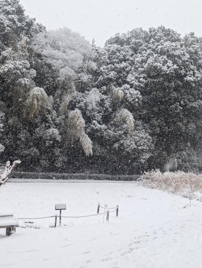 7-1田添s-2026.2.08雪の谷戸山公園　PXL_20260208_004224767