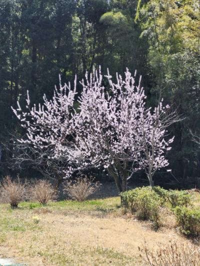 11-1佐藤-春間近