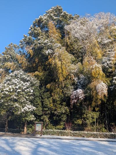 3田添ｓ-PXL_20260209_000155297 大雪翌日の谷戸山公園