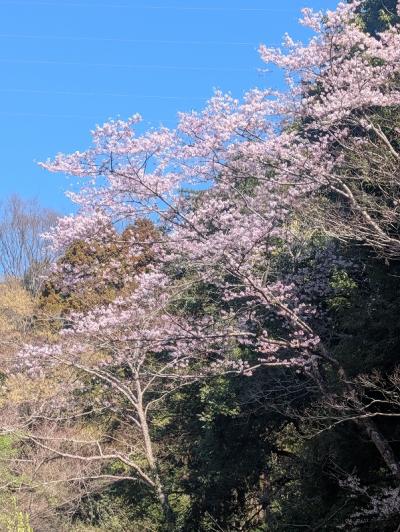 3田添ｓ-PXL_20260324_001834584　谷戸山公園に咲く桜