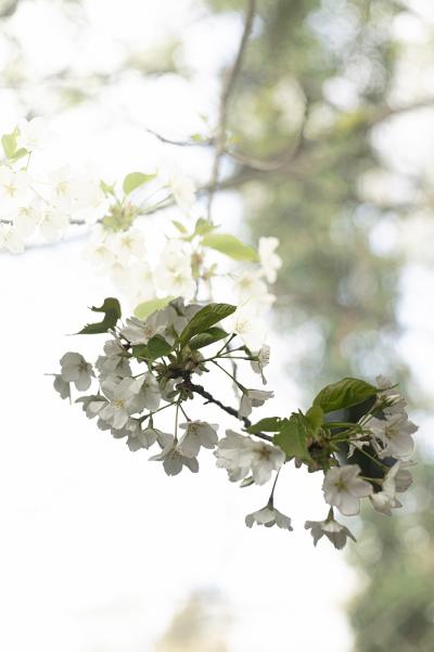 8-武田谷戸山公園大島桜Ⅰ