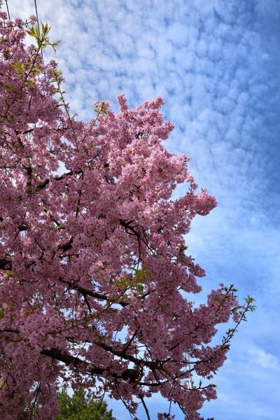 9-1青空に映えて　岡　s-DSC_9865