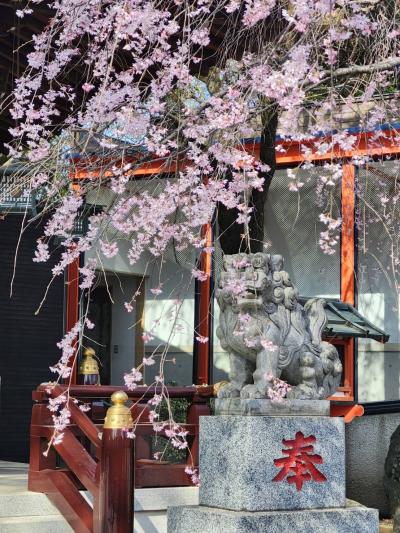 11-佐藤-紅しだれ桜1774841267425