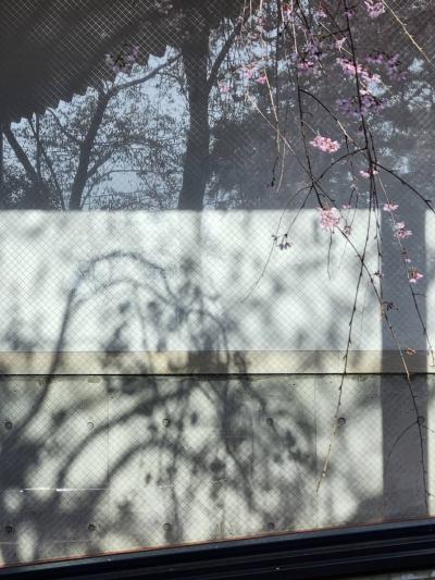 11-佐藤-紅しだれ桜1774841267540