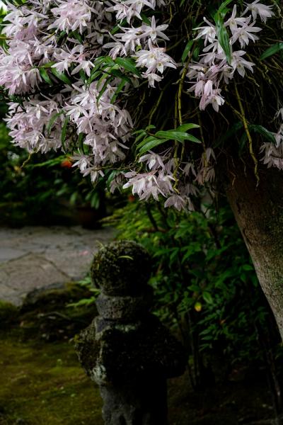 7武田-海蔵寺石斛(せっこく)の花