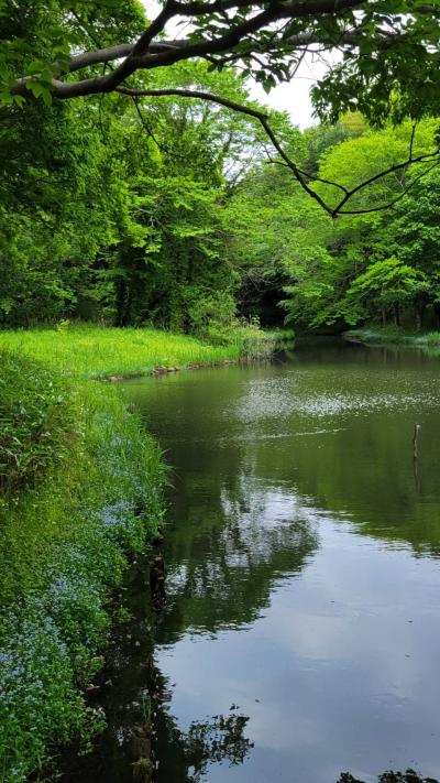 10-佐藤-新緑に染まる池