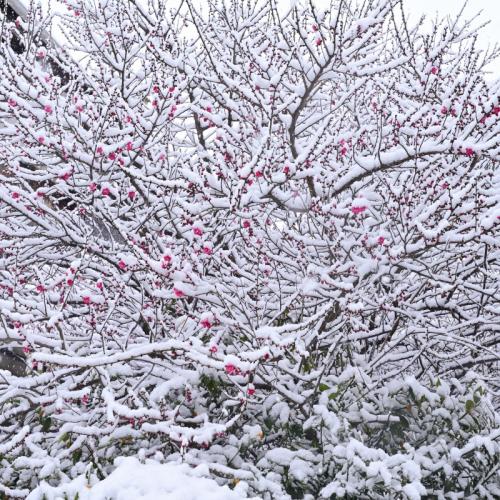 1福塚● 雪景色-Ａ