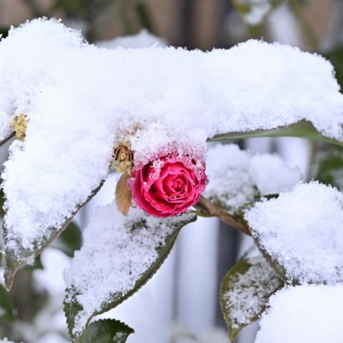 1福塚● 雪景色-Ｂ