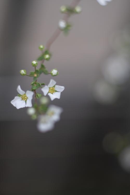 2-武田3月の庭花