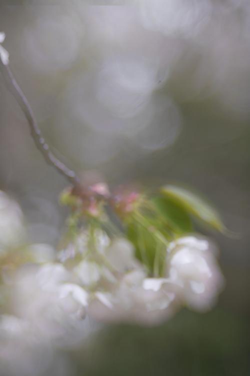 2-武田御室桜の朧にて