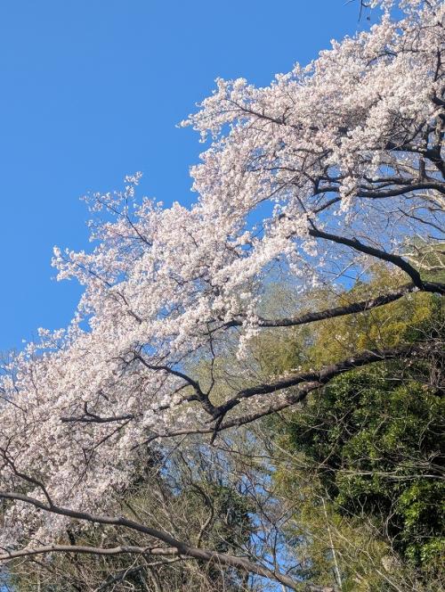 6田添ｓ-１．伝説の丘下の桜　PXL_20260403_064240462