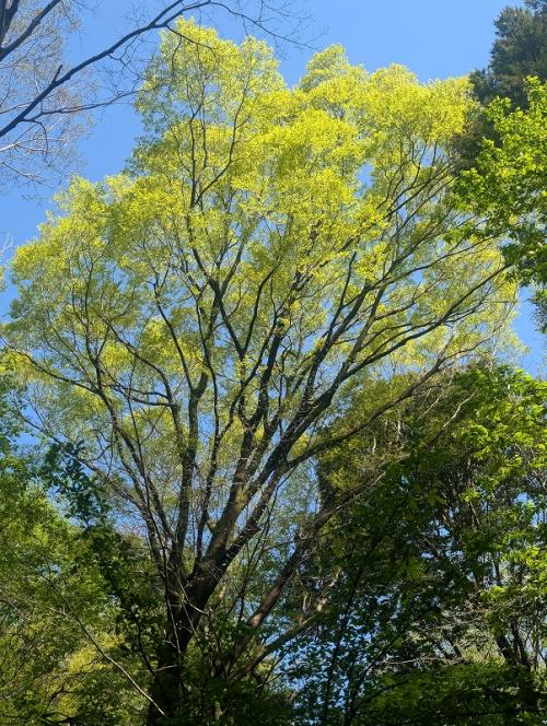 6田添ｓ-２．新緑が始まった伝説の丘付近　PXL_20260410_233001371