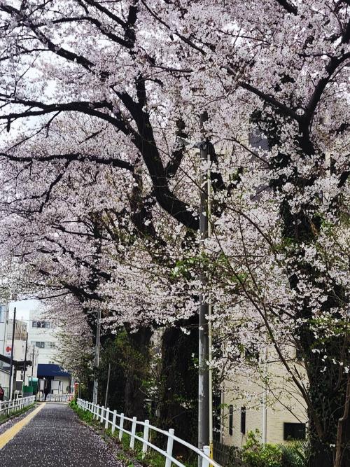 10-佐藤-早朝の座間駅前1776045781056