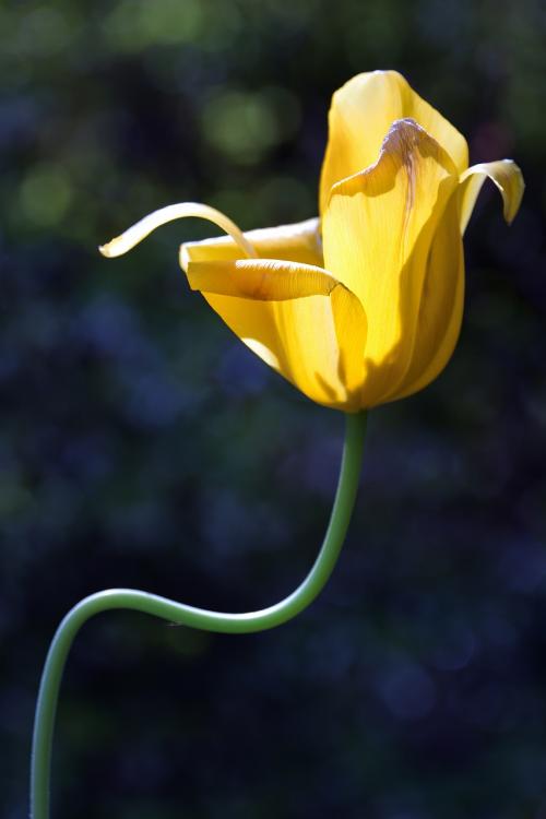 11「舞」　岡　s-DSC_0980