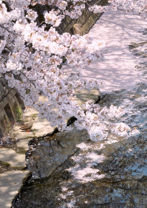 2福塚● 花いかだ