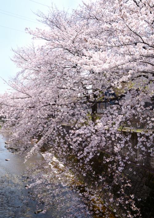 2福塚●川辺に降る花雪