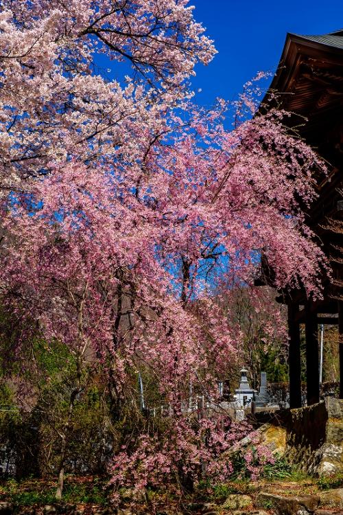 5①小澤ー景徳院１