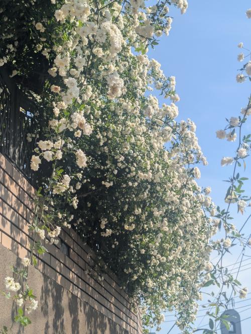 10座間で見かけた葛の花　20260421_060114533