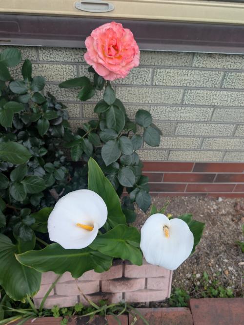 3田添s-座間に咲く水芭蕉とバラ　PXL_20260503_050749470