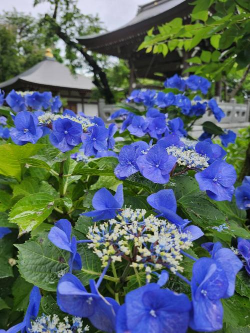 9-1-佐藤-妙楽寺の紫陽花1782723694158