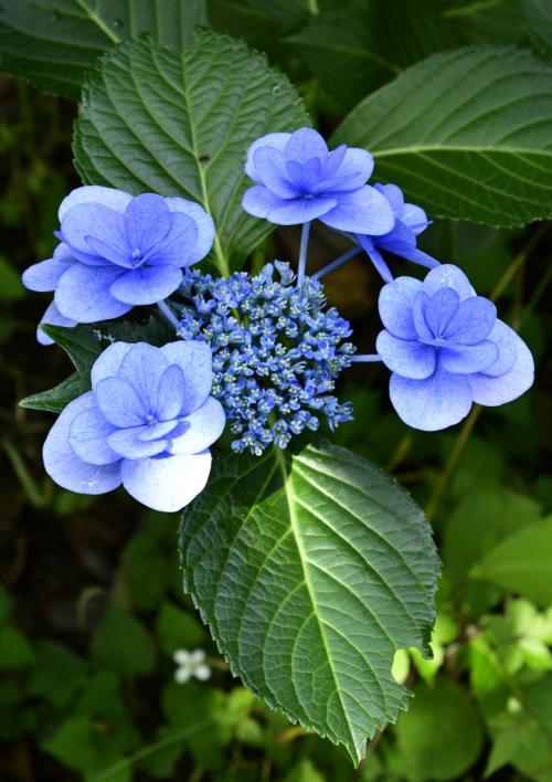 2福塚● 紫陽花