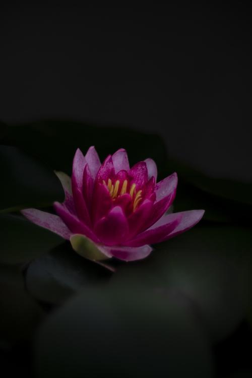 4睡蓮・円覚寺松嶺院(しょうれいいん)