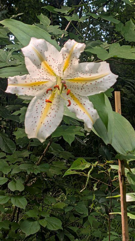 8-1田添-神奈川県の花　ヤマユリ　於ける谷戸山公園PXL_20260710_234850868